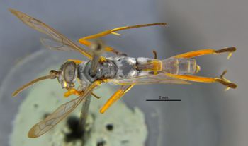 Media type: image;   Entomology 16534 Aspect: habitus dorsal view
